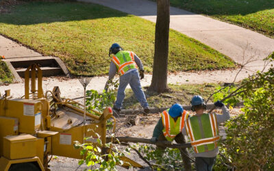 What are the safety concerns of tree services?