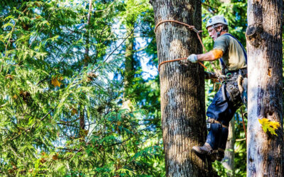 What are the most common tree service requests?