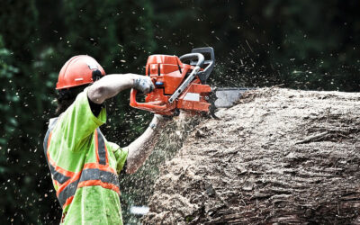 What is Tree Removal Service?