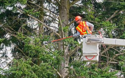 What are the benefits of tree services?