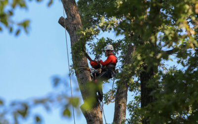 How often should I have tree services performed?