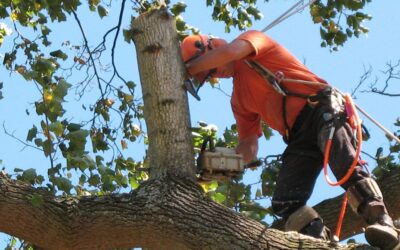 What types of tree services are there?