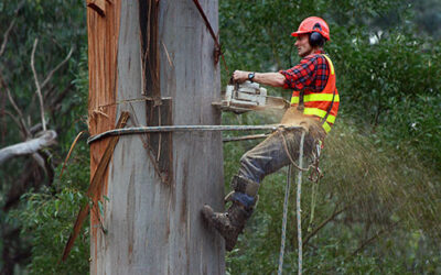 When in Need of Tree Removal Service