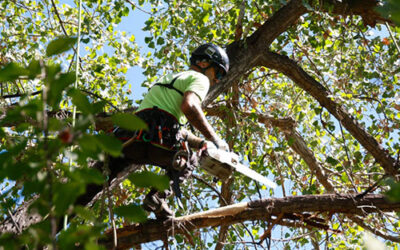 What are the risks of tree services?